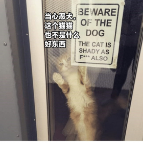 猫猫标语：