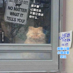 猫猫标语：