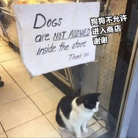 猫猫标语：