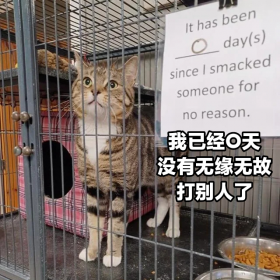 猫猫标语：