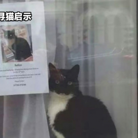 猫猫标语：